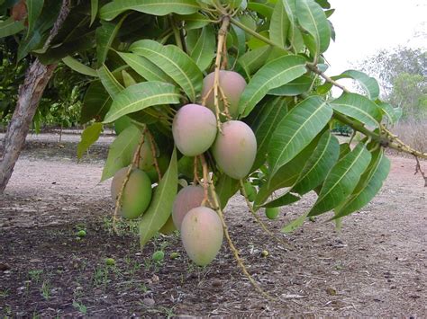 Mango trees start bearing fruits from the 5th year of planting. VIRGO LEENA: Mango Tree