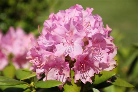 Pink Rhododendron Flowers Bright Sunlight Stock Photo Image Of