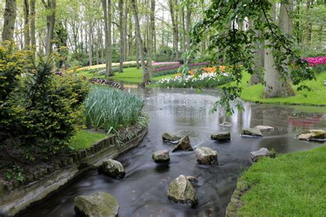 Beautiful Forest Garden With Flowing Stream And Colorful Tulips Stock