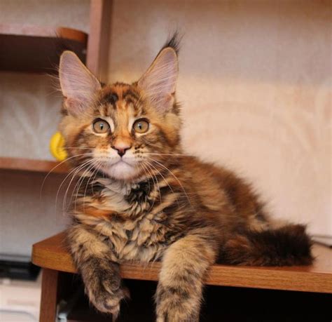 Maine coon kittens adoption near me. Maine coon kittens for sale near me - maine coon cats for ...