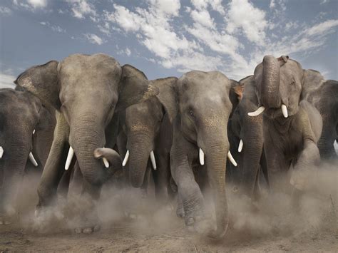 Fondos De Pantalla De Elefantes Wallpapers Hd Para Descargar Gratis