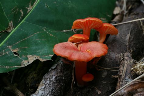 Distracted Naturalist Mushrooms This Week