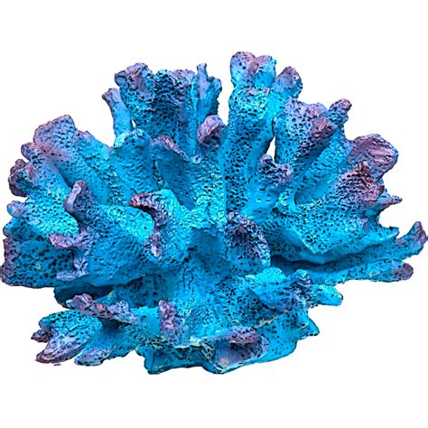 Coral Reef Png Png Image Collection