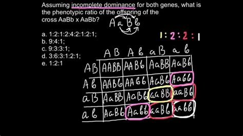 The punnett square is a square diagram that is used to predict the genotypes of a particular cross or breeding experiment. Dihybrid cross and incomplete dominance - YouTube