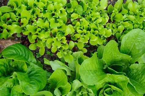 Salad Leaves Practical Grow Guide