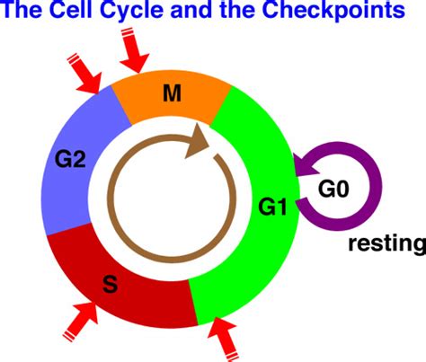 Cell Cycle Checkpoints
