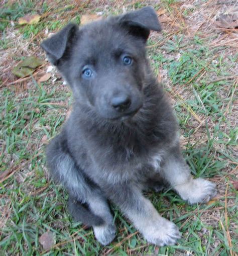 Black German Shepherd Puppies With Blue Eyes For Sale Pets Lovers