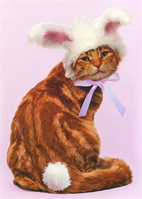 Easter Bob In Bunny Ears Easter Card Greeting Card By Avanti Press