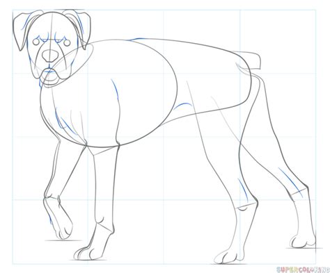 How To Draw A Boxer Dog Step By Step Drawing Tutorials