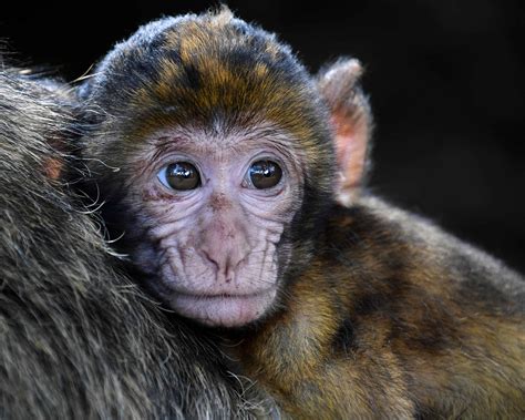 Imagem Gratuita Macaco Animais Selvagens Primata Retrato Cute