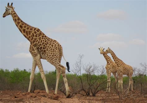 Giraffes Face Silent Extinction As Population Shrinks Put On