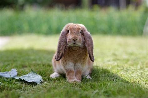 French Lop Rabbit Pictures Temperament And Traits Pet Keen