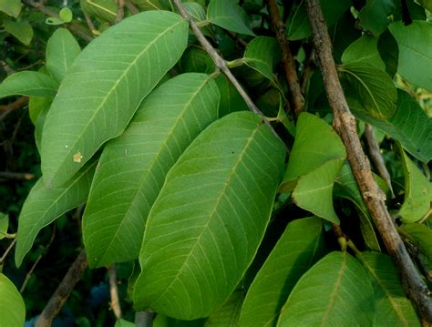 Filepsidium Guajava Guava Tree Leaves At Bhadrachalam 01