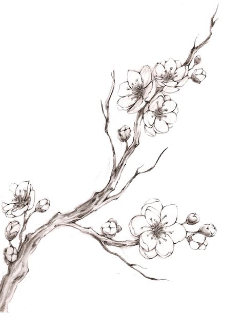 Cherry Blossom Drawing Tumblr At Getdrawings Free Download