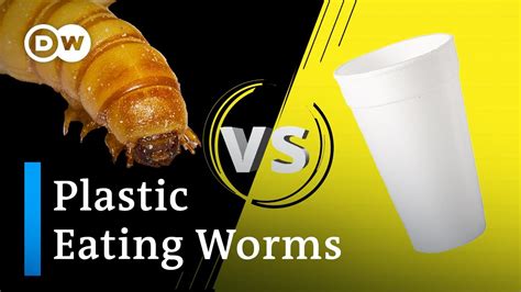 How Worms Could Help Solve Plastic Pollution Youtube