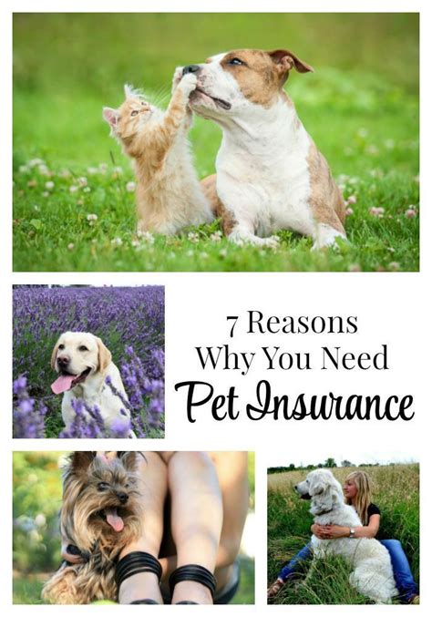 7 Reasons Why You Need Pet Insurance The Everyday Dog Mom Pets Pet