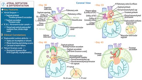 Cardiovascular System Atrial Septation And Differentiation Ditki