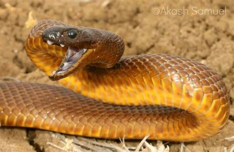 Oxyuranus Microlepidotus Inland Taipan Fierce Snake Pictures Plus