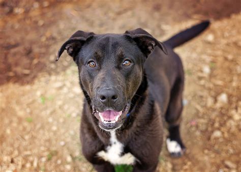 German Shepherd Lab Mix A Complete Guide To The Sheprador