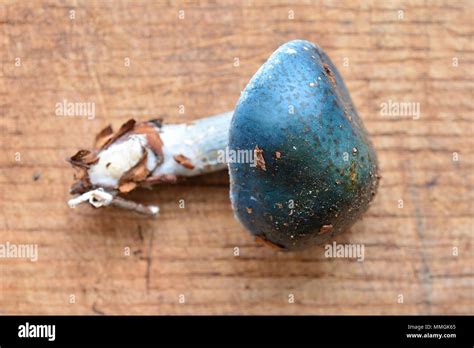 Stropharia Caerulea Mushroom Also Known As Blue Roundhead Stock Photo
