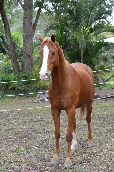 Chestnut Arabian X Riding Pony Standing Front By Dawn Photography5 On