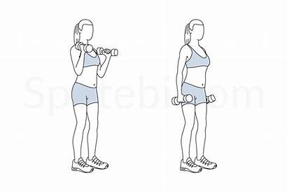 Hammer Curls Exercise Spotebi Guide Illustrated Workout