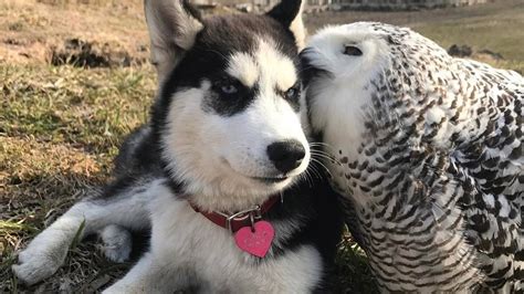 Snowy Owl And Husky Puppy Are Best Friends Youtube