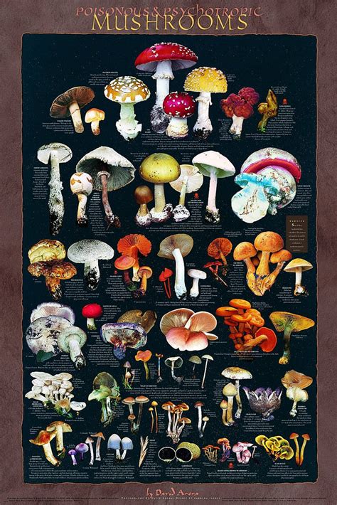 Poisonous Mushroom Poster Far West Fungi
