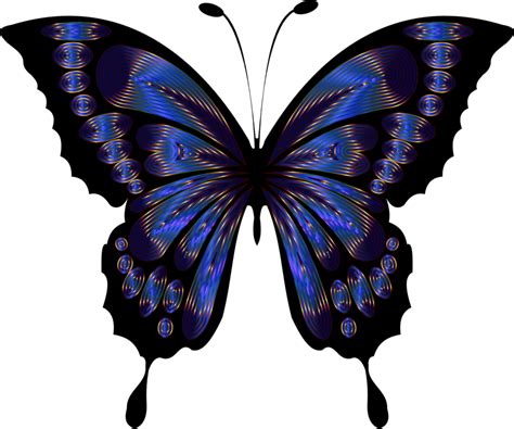Butterflysymmetrypollinator Png Clipart Royalty Free Svg Png