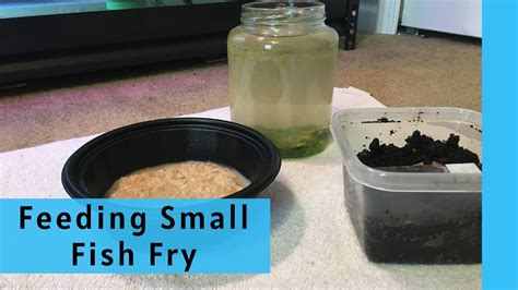How To Feed Baby Fish Diy Fish Fry Food Infusoria And Walter Worms