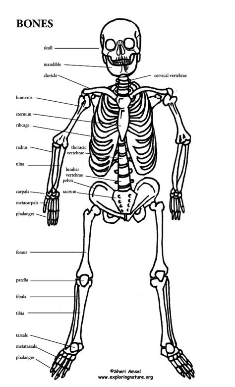 Make A Model Of The Human Skeleton