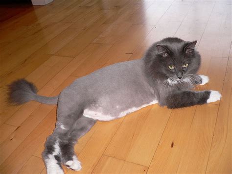Babygirl got a lion haircut! Cat lion cut - do some cats really like it? - PoC