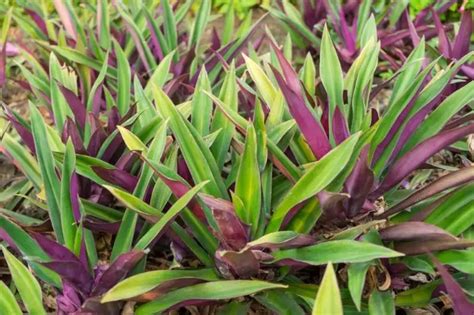 Plant With Purple Under Leaves 7 Most Popular Grower Today