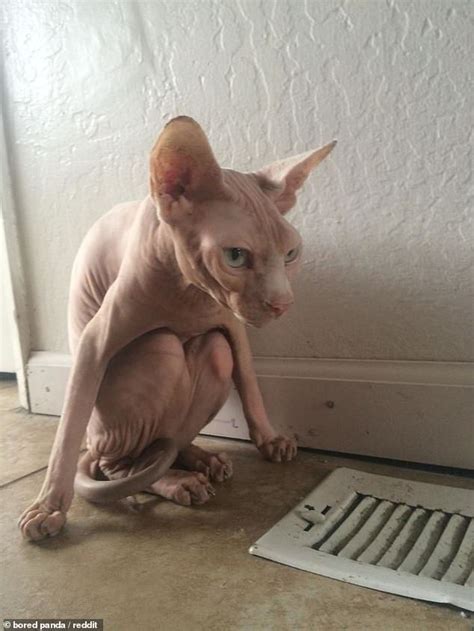 Gallery Compiles Snaps Of Sphynx Cats And Their Hairless Bodies Cat Memes Hairless Cat