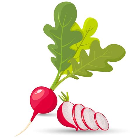 Premium Vector Radish Radish Slices Set Of Ripe Radishes Flat