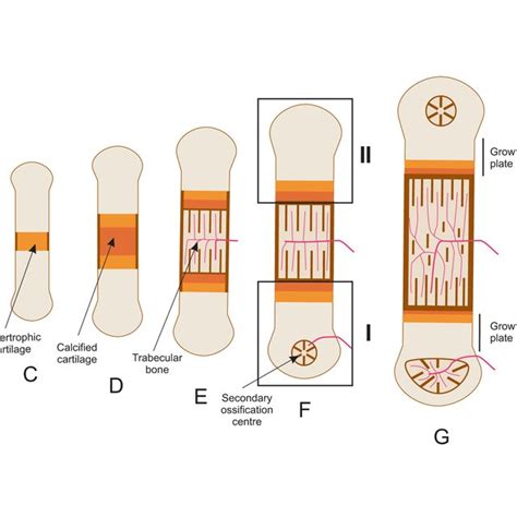 the role of cartilage in endochondral ossification a and b download scientific diagram