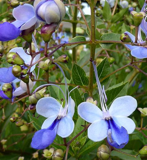 Face masks are optional for those vaccinated. Clerodendrum ugandense "Blue Butterfly Bush" - Buy Online ...