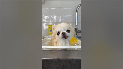 Cutest Tiny Dog Bath Time Sneezes 🤧💦🛁 Chihuahua Cutedogs Funnydog