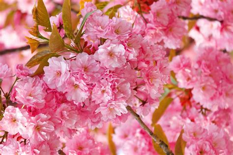 Spring Cherry Blossom Wallpapers Top Free Spring Cherry Blossom Backgrounds Wallpaperaccess