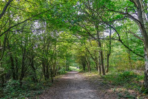 13 Of The Best Fairytale Forests In The Uk