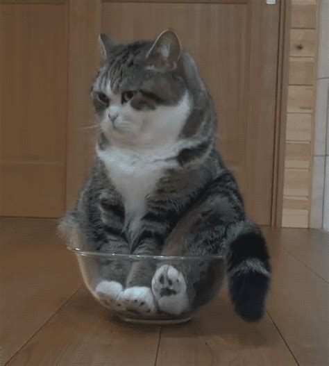 Cute Cat S Find And Share On Giphy