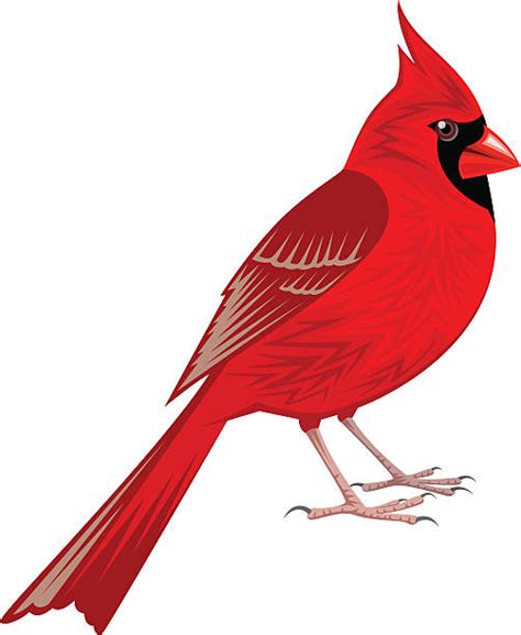 Cardinal Clip Art Vector Images And Illustrations Istock