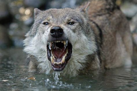 Free Download Angry Wolves Wallpaper Wolves Animals 37 Wallpapers