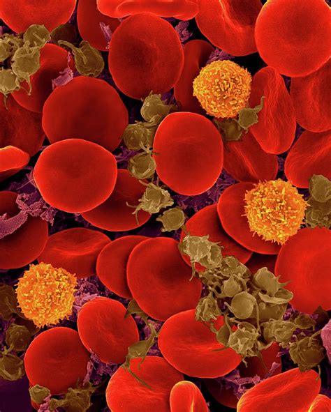 Red Blood Cells Photograph By Dennis Kunkel Microscopyscience Photo