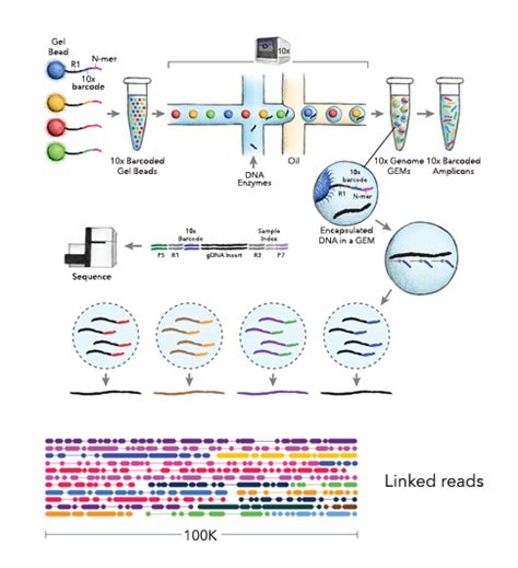 Genome Assembly