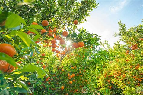 Mandarin Trees With Ripe Fruits In Local Orchards In California Fruit