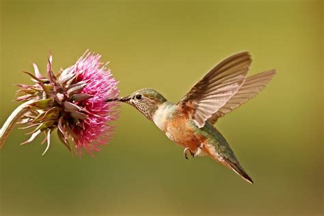 Top 7 Hummingbird Photography In 2022 Passion Citroen