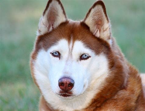 Facts About The Siberian Husky An Excellent Dog Breed