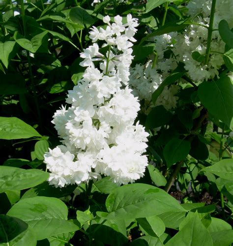 Beauty Of Moscow Lilac Natorps Online Plant Store