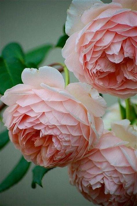 We love fields of any flower but peonies are one of our favorites! 17 Best images about Garden roses (Look like peonies) on ...